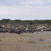  The Serengeti, TZ